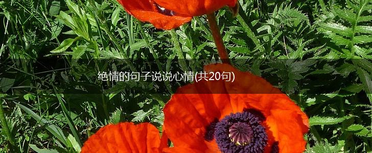 绝情的句子说说心情(共20句),第1张