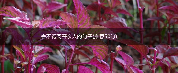 舍不得离开亲人的句子(推荐50句),第1张