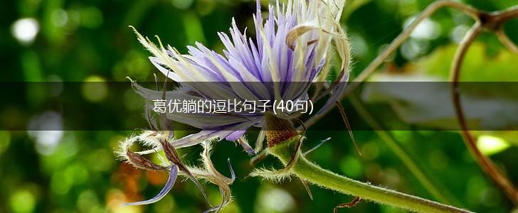 葛优躺的逗比句子(40句),第1张