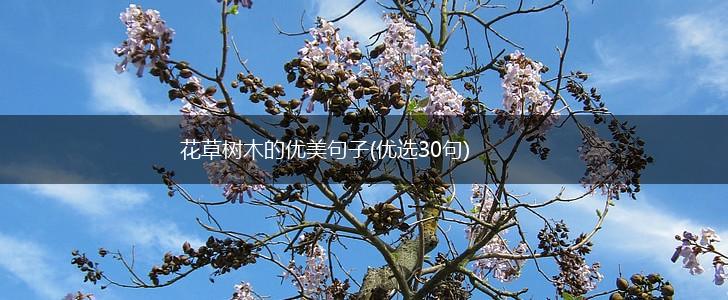 花草树木的优美句子(优选30句),第1张