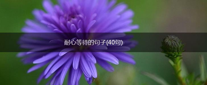 耐心等待的句子(40句),第1张