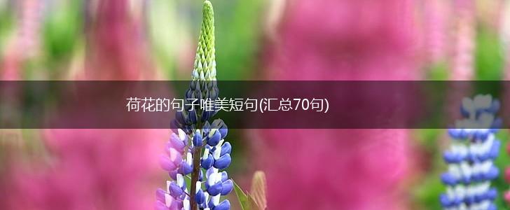 荷花的句子唯美短句(汇总70句),第1张