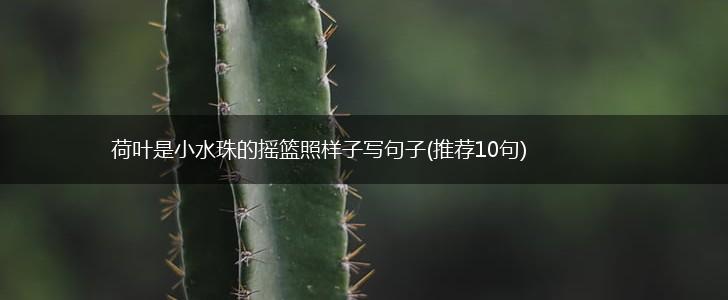 荷叶是小水珠的摇篮照样子写句子(推荐10句),第1张