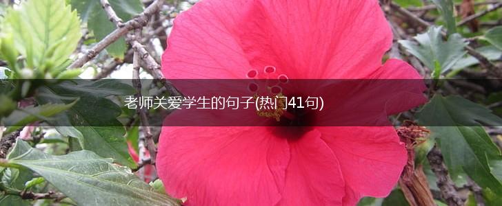 老师关爱学生的句子(热门41句),第1张