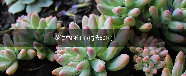 花漂亮的句子(精选60句),第1张