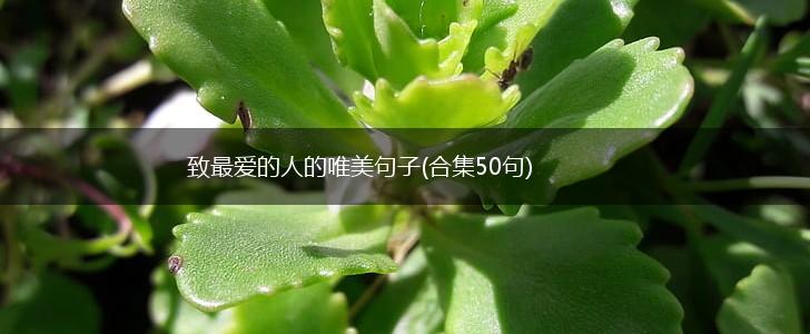 致最爱的人的唯美句子(合集50句),第1张