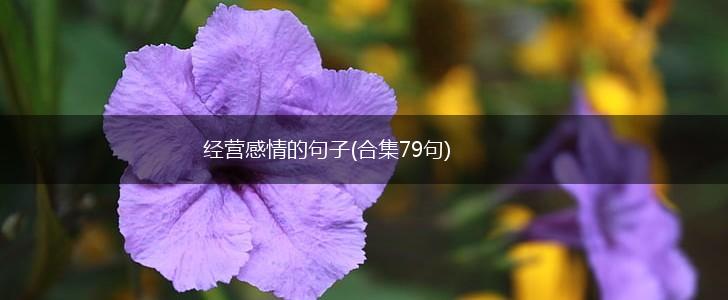 经营感情的句子(合集79句),第1张