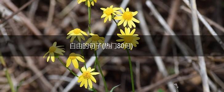 自由的句子(热门80句),第1张
