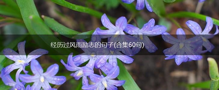经历过风雨励志的句子(合集60句),第1张