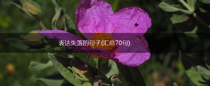 表达失落的句子(汇总70句),第1张