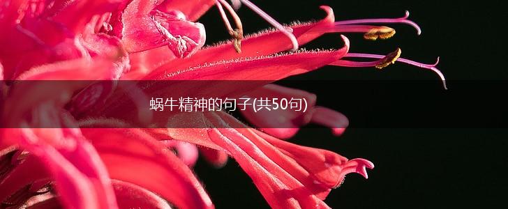 蜗牛精神的句子(共50句),第1张