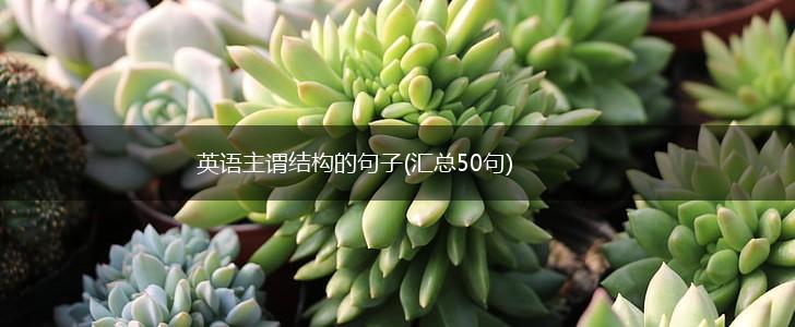 英语主谓结构的句子(汇总50句),第1张