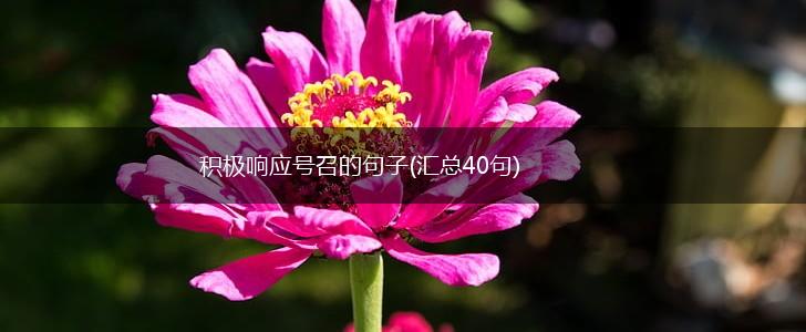 积极响应号召的句子(汇总40句),第1张