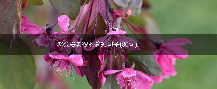 老公爱老婆的简短句子(80句),第1张