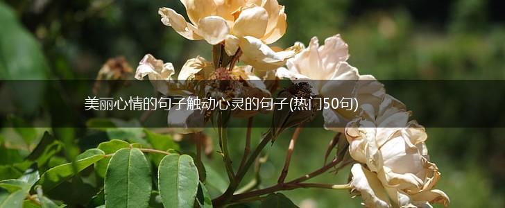 美丽心情的句子触动心灵的句子(热门50句),第1张
