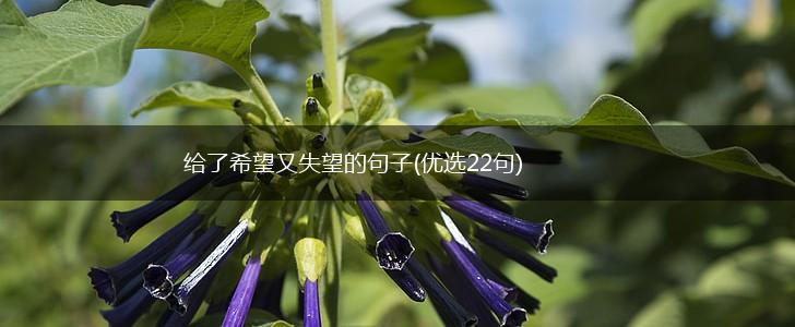 给了希望又失望的句子(优选22句),第1张