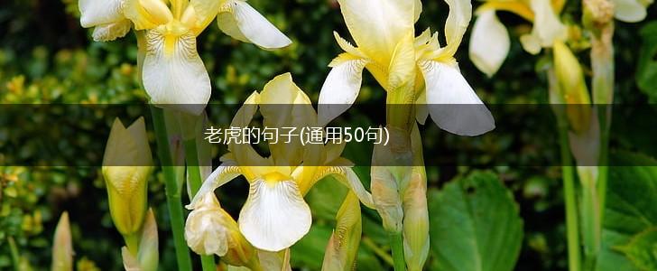 老虎的句子(通用50句),第1张