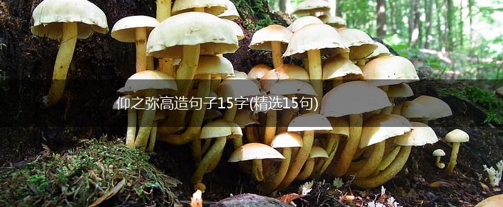 仰之弥高造句子15字(精选15句),第1张