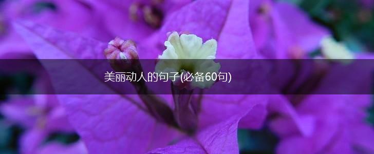 美丽动人的句子(必备60句),第1张