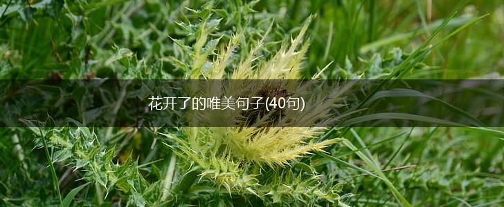 花开了的唯美句子(40句),第1张