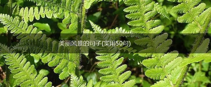 美丽风景的句子(实用50句),第1张