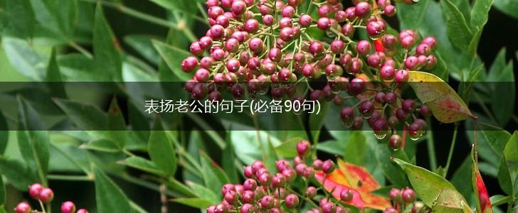 表扬老公的句子(必备90句),第1张