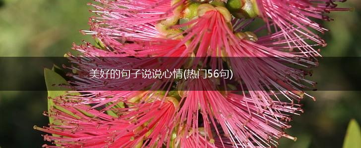 美好的句子说说心情(热门56句),第1张