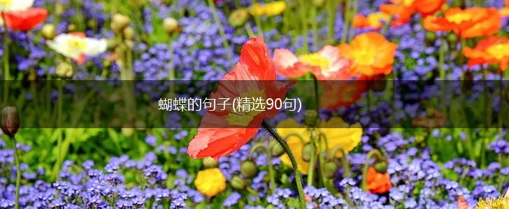 蝴蝶的句子(精选90句),第1张