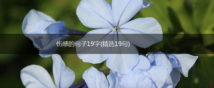 伤感的句子19字(精选19句),第1张