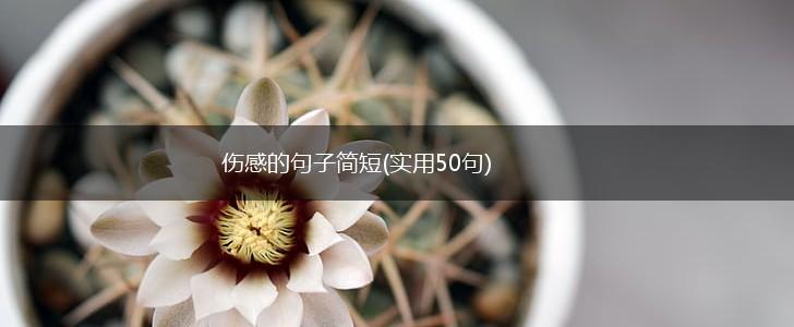 伤感的句子简短(实用50句),第1张