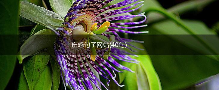 伤感句子网站(40句),第1张