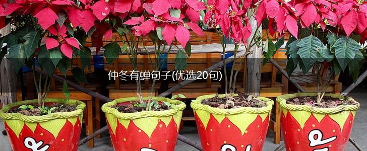 仲冬有蝉句子(优选20句),第1张