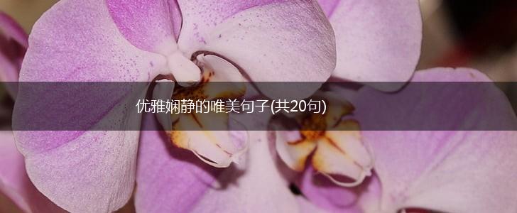 优雅娴静的唯美句子(共20句),第1张