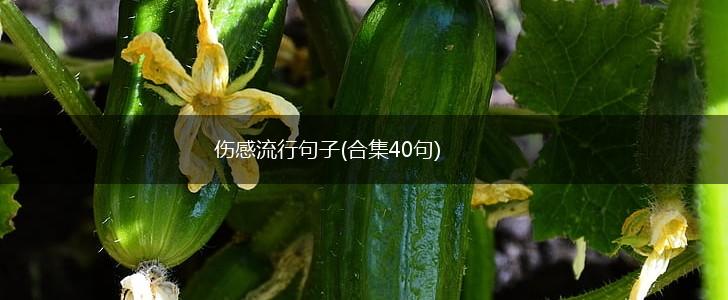 伤感流行句子(合集40句),第1张