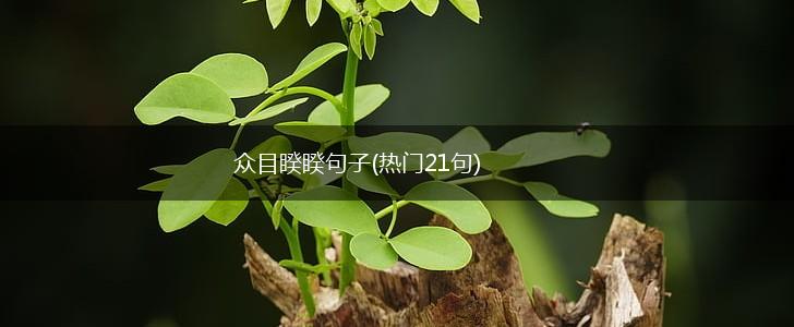 众目睽睽句子(热门21句),第1张
