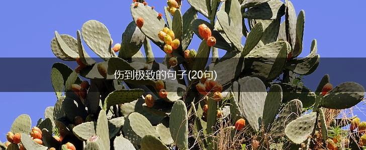 伤到极致的句子(20句),第1张