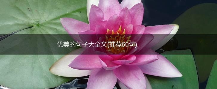 优美的句子大全文(推荐60句),第1张
