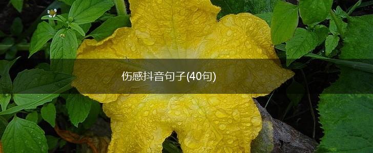 伤感抖音句子(40句),第1张