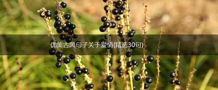 优美古风句子关于爱情(精选30句),第1张