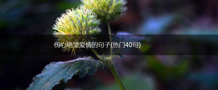 伤心绝望爱情的句子(热门40句),第1张