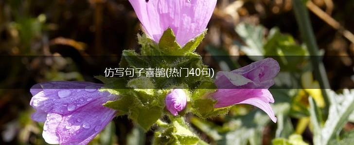 仿写句子喜鹊(热门40句),第1张
