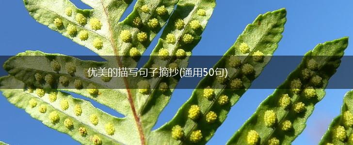 优美的描写句子摘抄(通用50句),第1张