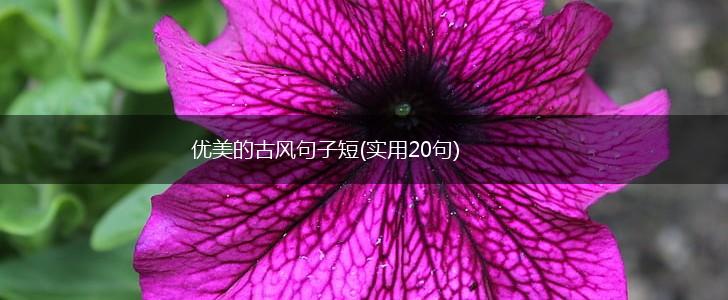 优美的古风句子短(实用20句),第1张