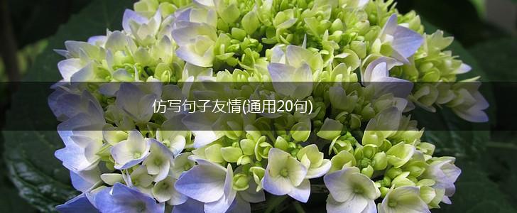 仿写句子友情(通用20句),第1张