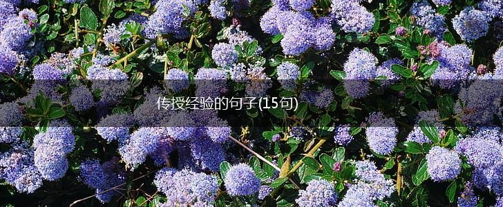 传授经验的句子(15句),第1张