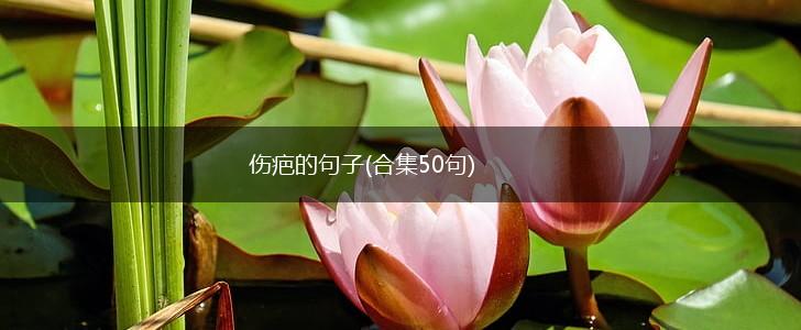 伤疤的句子(合集50句),第1张
