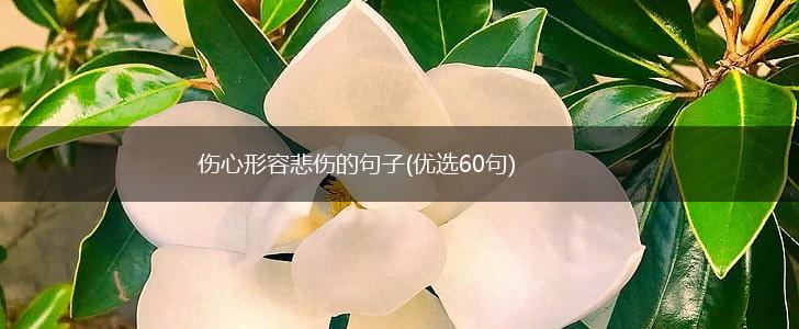 伤心形容悲伤的句子(优选60句),第1张