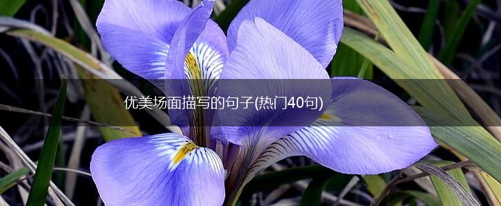 优美场面描写的句子(热门40句),第1张