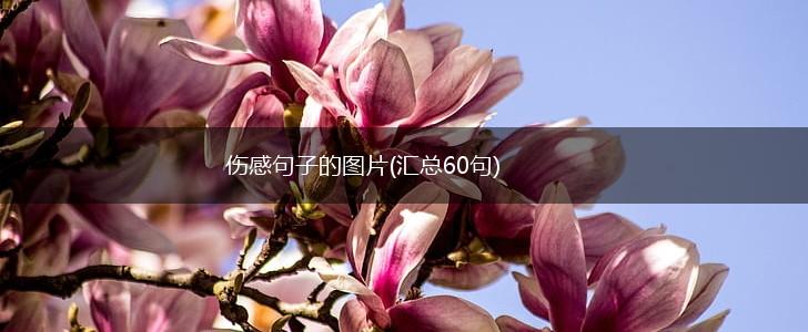 伤感句子的图片(汇总60句),第1张