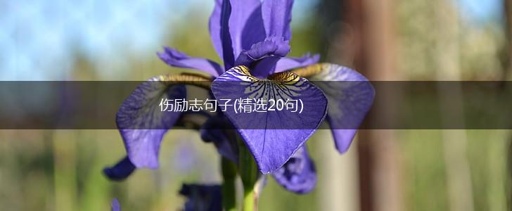 伤励志句子(精选20句),第1张